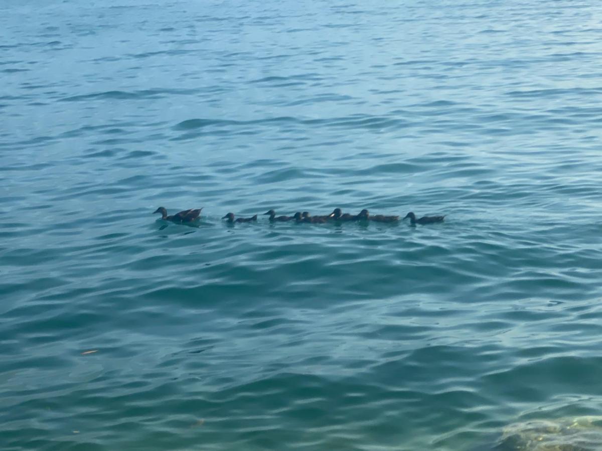 10 Minuti Dal Lago Di Garda E Da Gardaland Castelnuovo del Garda Εξωτερικό φωτογραφία